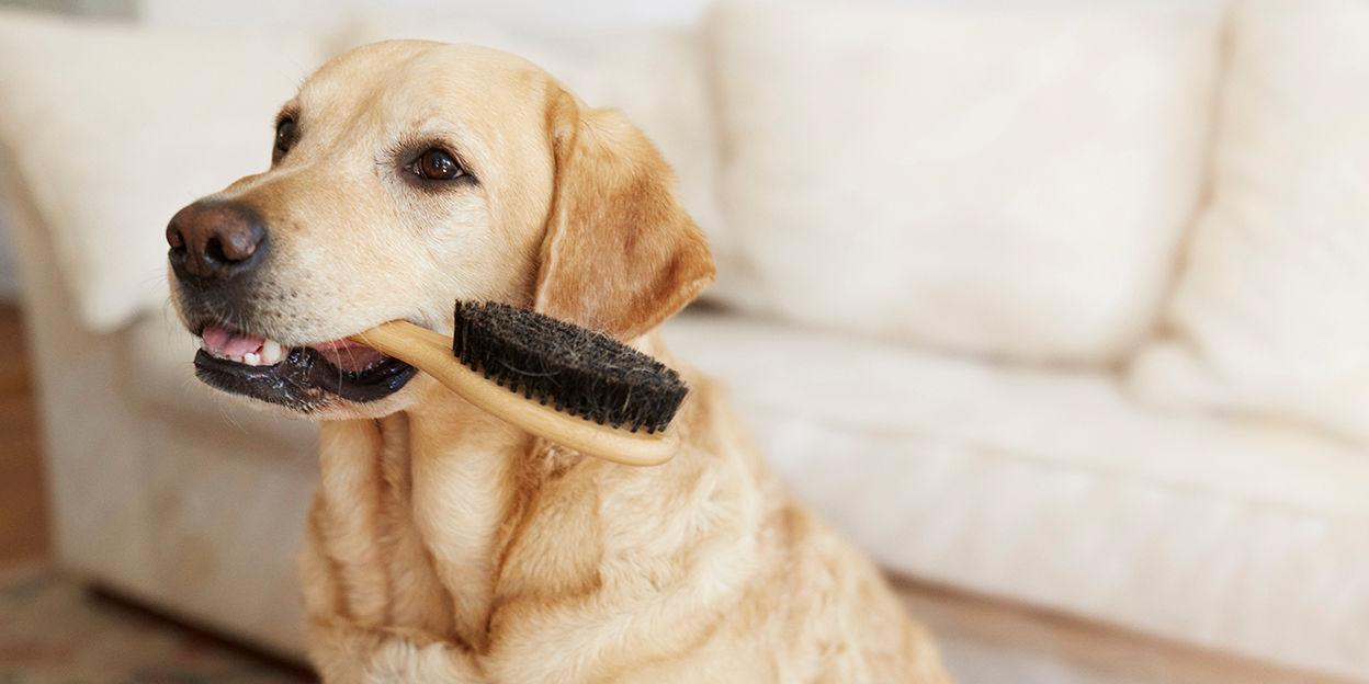 En hund med en hårborste i handen.