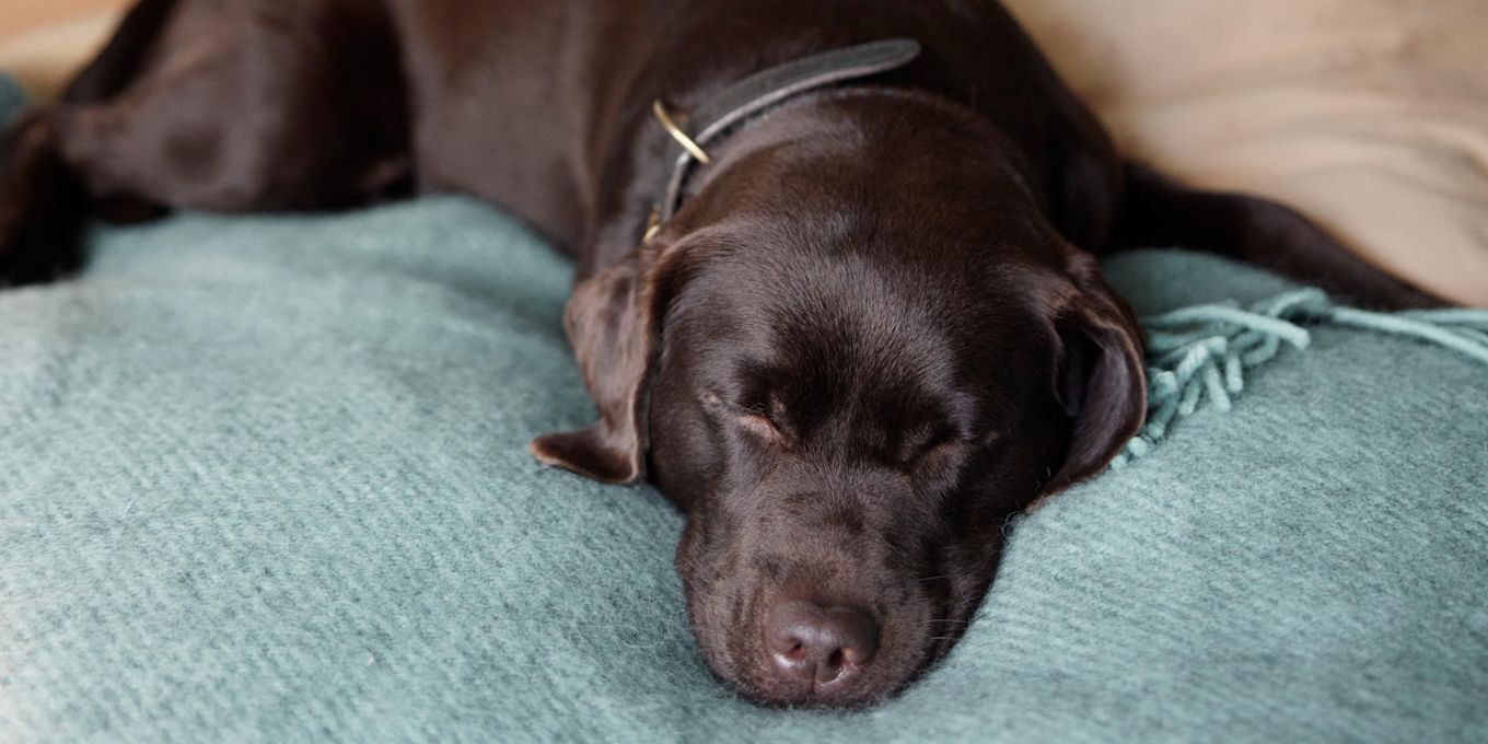 Hund ligger på en säng och sover.