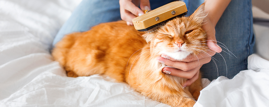 En röd katt myser och blir borstad i sängen.