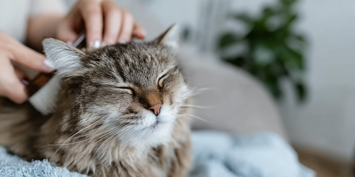 Katt får pälsen borstad med en kam i hemmiljö. Bilden illustrerar pälsvård och om katter behöver badas.