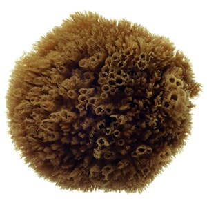 Hydrea London Honeycomb Sea Sponge