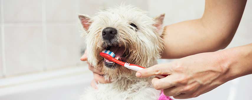 Glöm inte borsta tänderna – även på din hund! - Apotek Hjärtat